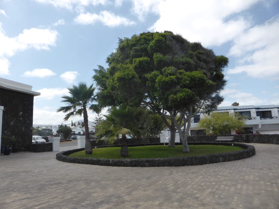 Sonstiges Relaxia Olivina