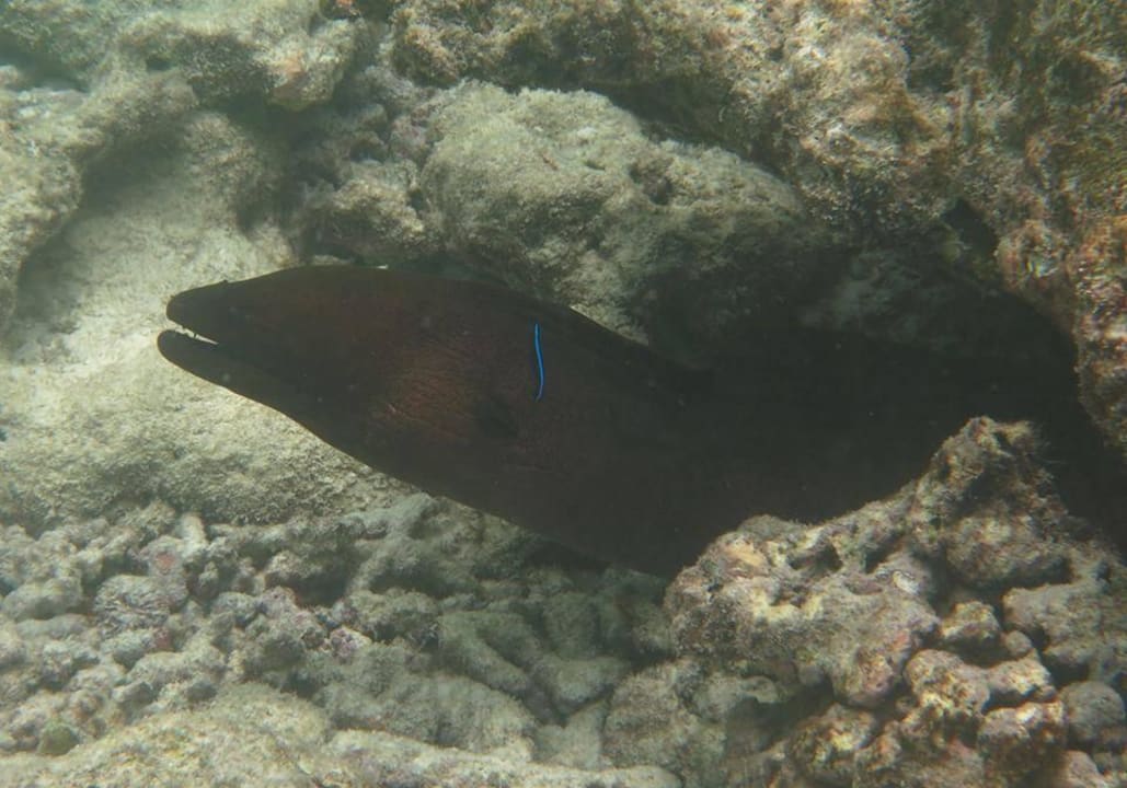 Schnorcheln am Hausriff Embudu Village