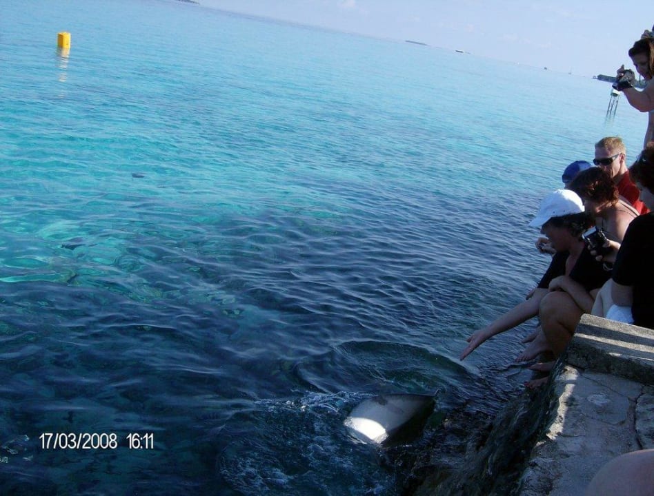 Stachelrochenfütterung Summer Island Maldives