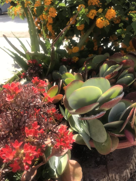 Gartenanlage Pension Victoria