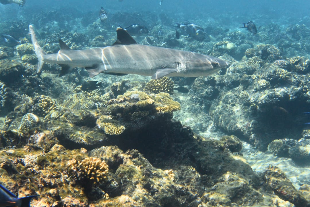 Strand Three Corners Equinox Beach Resort