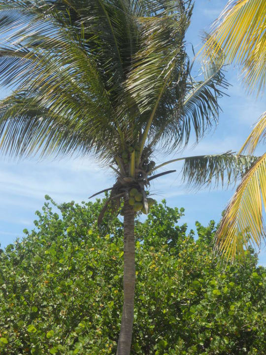 Wunderschön Sol Hicacos