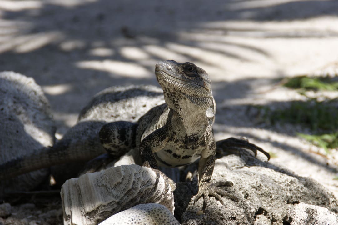Leguan beim Sonnen Grand Sirenis Riviera Maya Resort & Spa