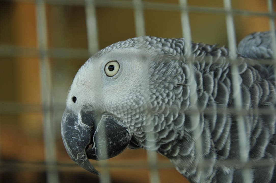 Luci einer unserer Graupapageie Hotel Garni Zerza