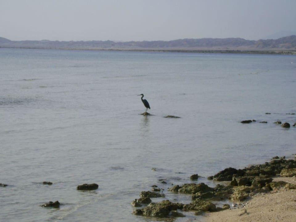 Natur Hotel Gorgonia Beach Resort