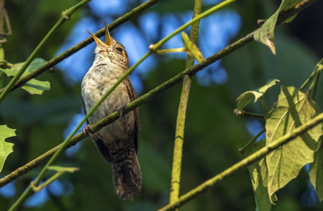 Sport & Freizeit Summit Rainforest & Golf Resort