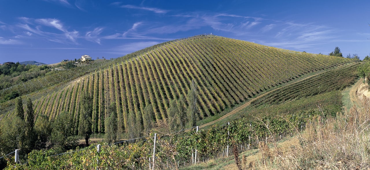 I nostri vigneti Agriturismo Calanchi Di Riosto