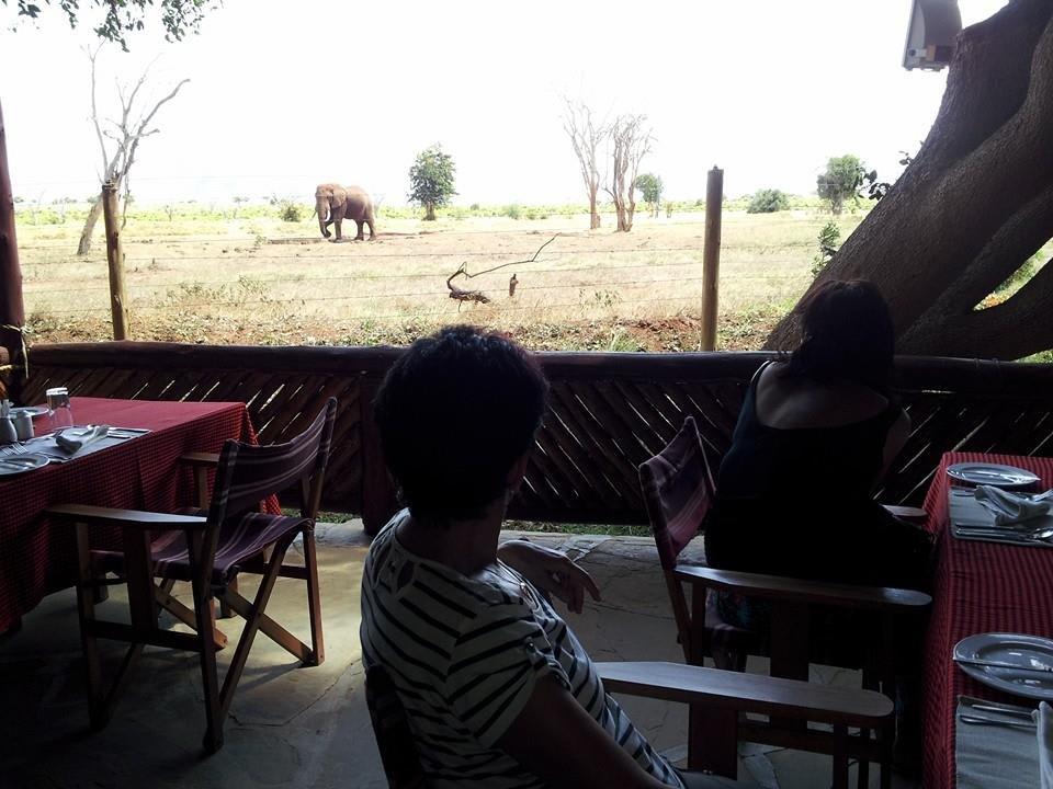 Having lunch with elephants Sentrim Tsavo Lodge