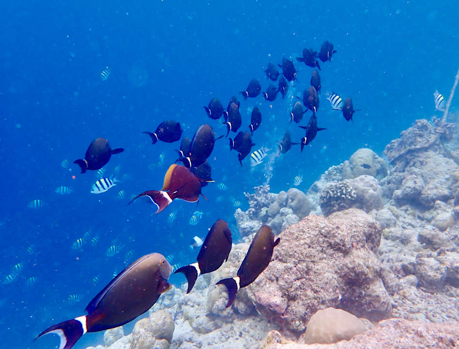 Sonstiges Vilamendhoo Island Resort & Spa