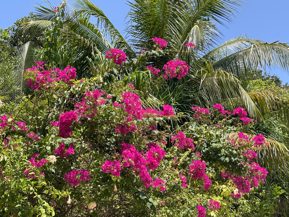 Gartenanlage Kudafushi Resort & Spa