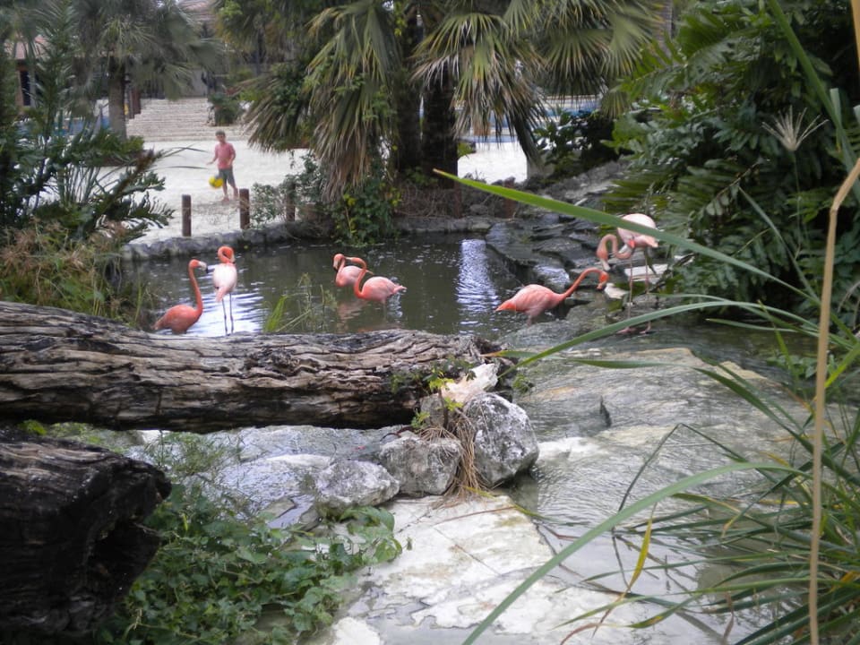 Flamingos Villas Bavaro Resort & Spa