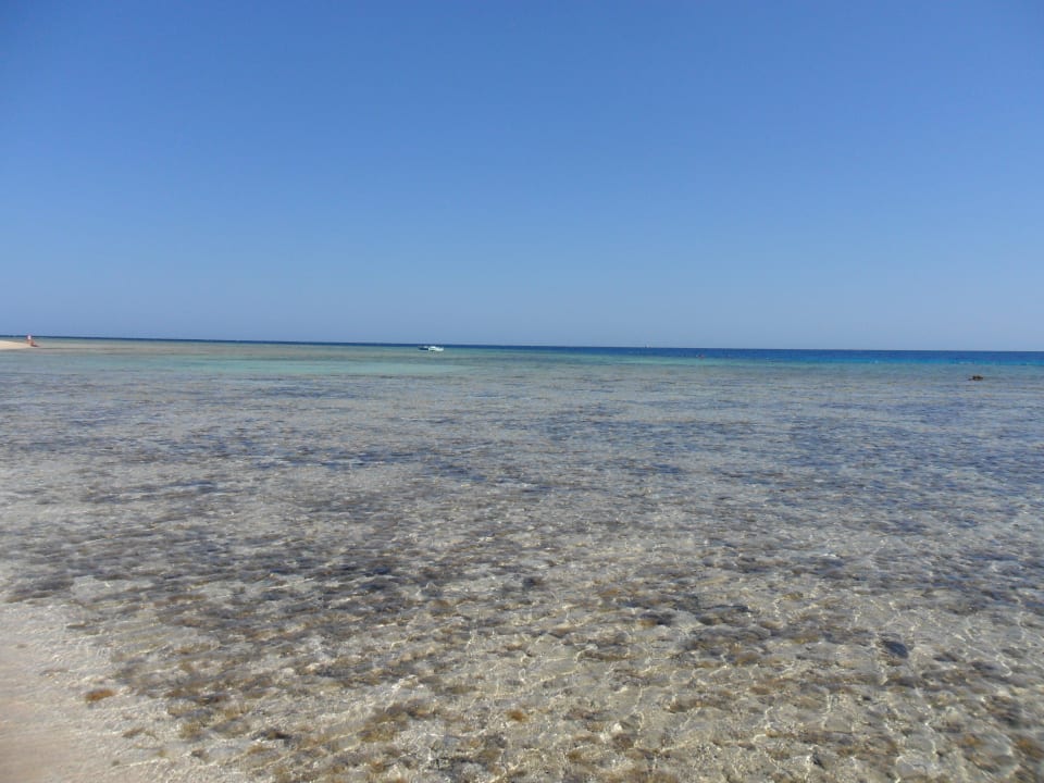 Das schöne Riff (linke Strandseite) Malikia Resort Abu Dabbab