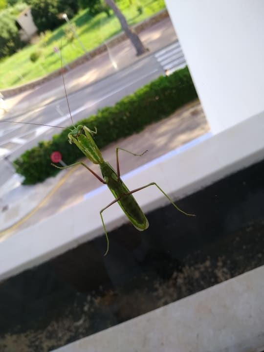 Sonstiges Millor Sol