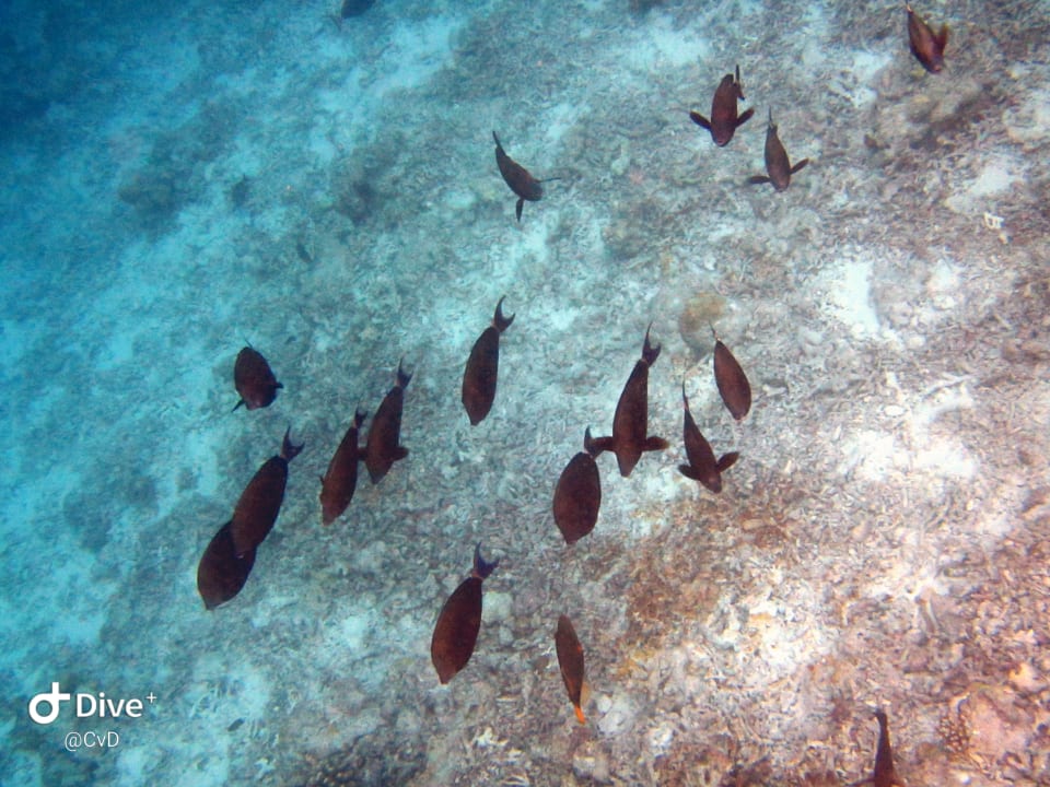 Sport & Freizeit Vilamendhoo Island Resort & Spa