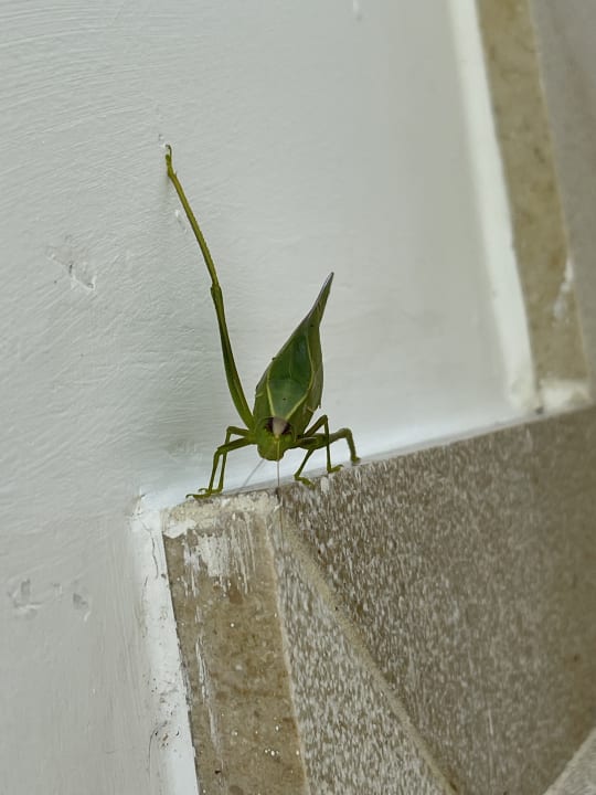 Sonstiges Grand Bávaro Princess