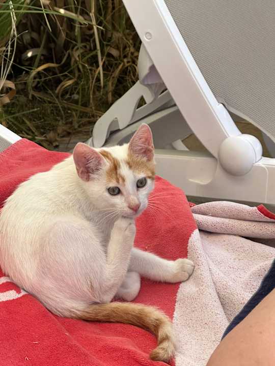 Gartenanlage Saturn Palace Resort Hotel