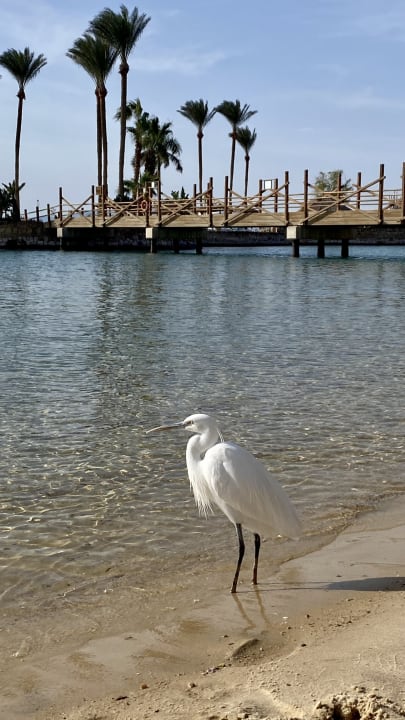 Außenansicht Marriott Hurghada Beach Resort