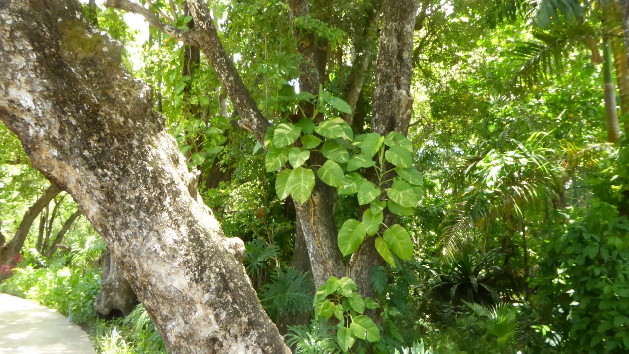 Gartenanlage Viva Heavens by Wyndham - All Inclusive Resort