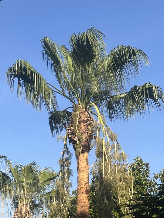 Gartenanlage Desert Rose
