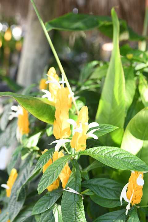 Gartenanlage The Palms Hotel & Spa