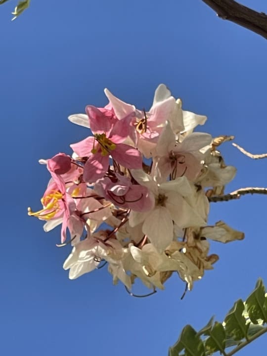 Gartenanlage The Grand Palace - Adults only