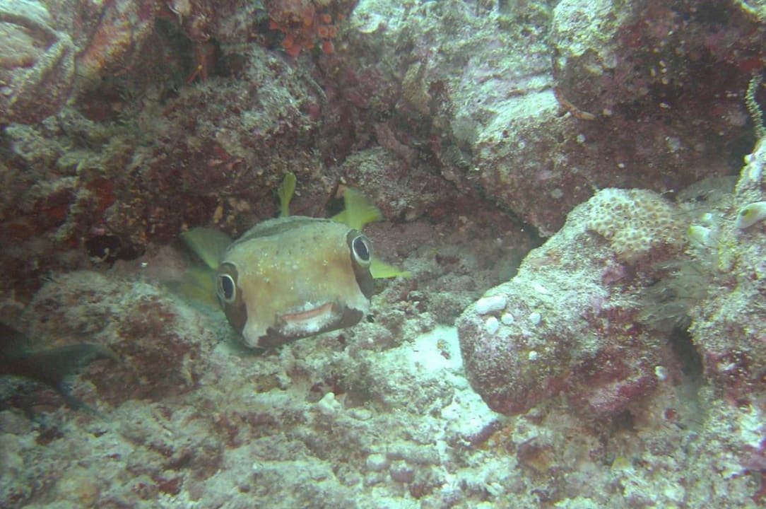Lustiger Kofferfisch Kuredu Island Resort & Spa