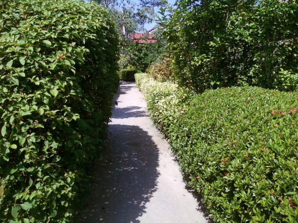 Weg zum Pool Hotel Asia Divers Resort