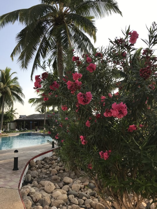 Pool Hilton Salalah  Resort