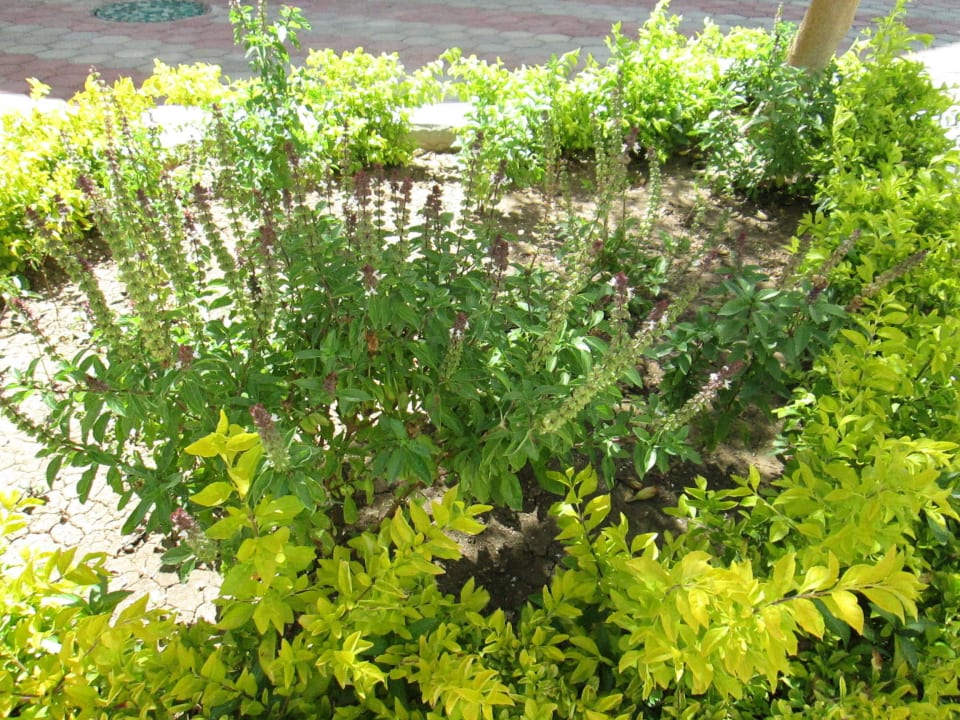 Египетская душица! Marlin Inn Azur Resort