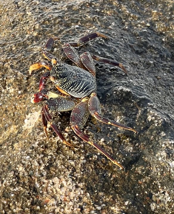 Sonstiges Steigenberger Coraya Beach - Adults only