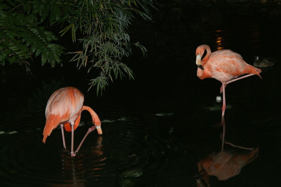 Flamings Wyndham Alltra Punta Cana