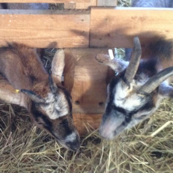 Sonstiges Staller Ferienhof