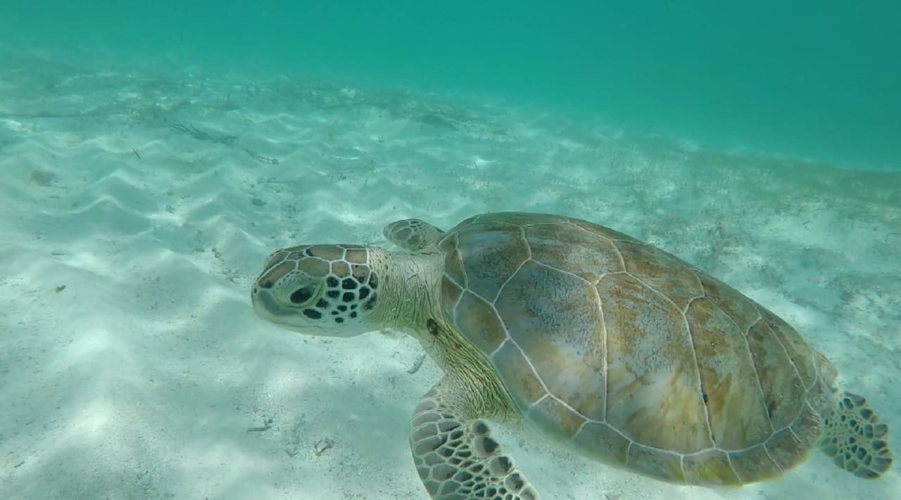 Sport & Freizeit Akumal Bay Beach & Wellness Resort