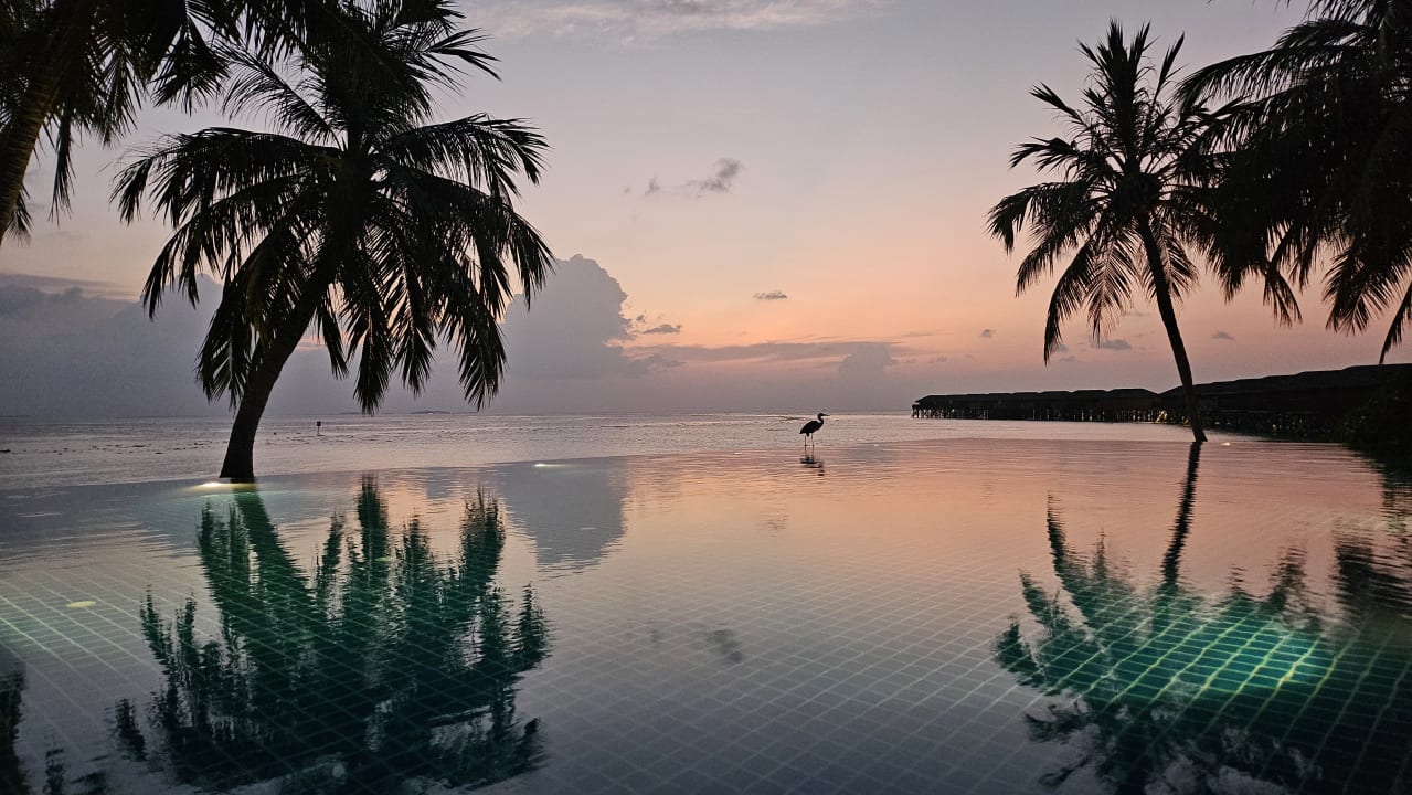Pool Vilamendhoo Island Resort & Spa