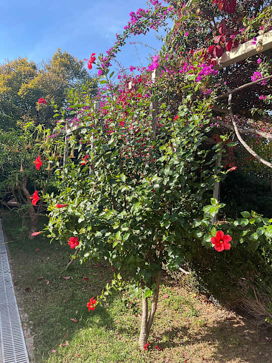 Gartenanlage Saturn Palace Resort Hotel