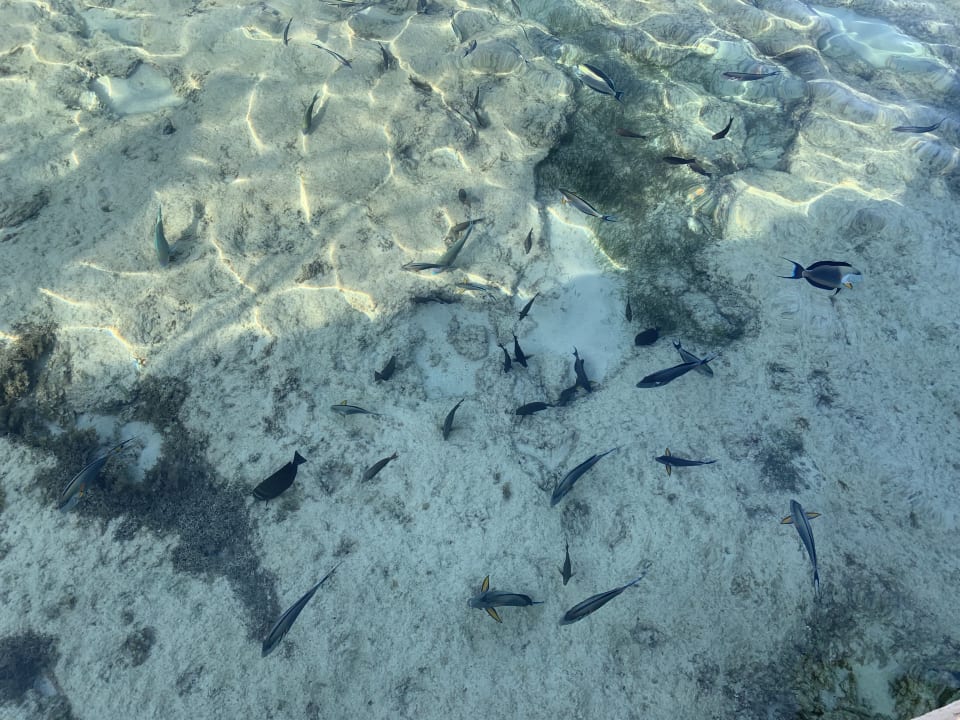 Strand Mövenpick Resort El Quseir