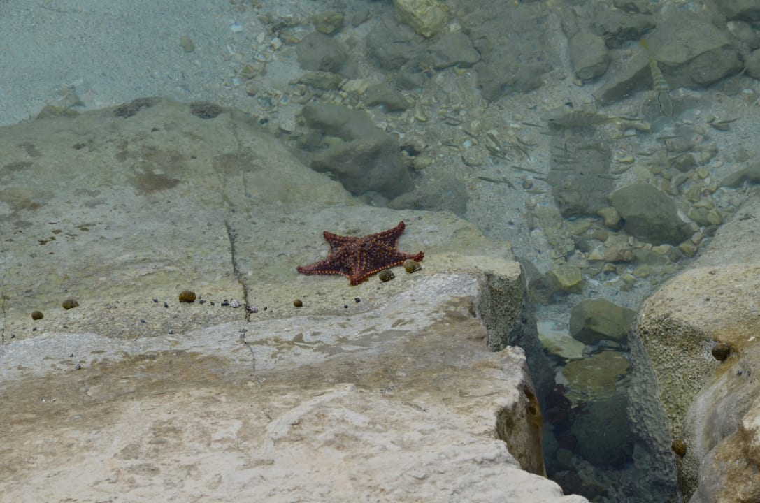 Seestern Secrets Wild Orchid Montego Bay - Adults only