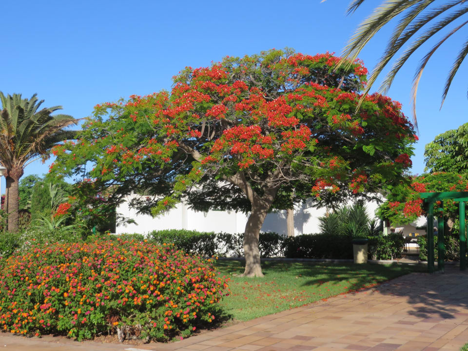 Gartenanlage Bungalows Cordial Sandy Golf