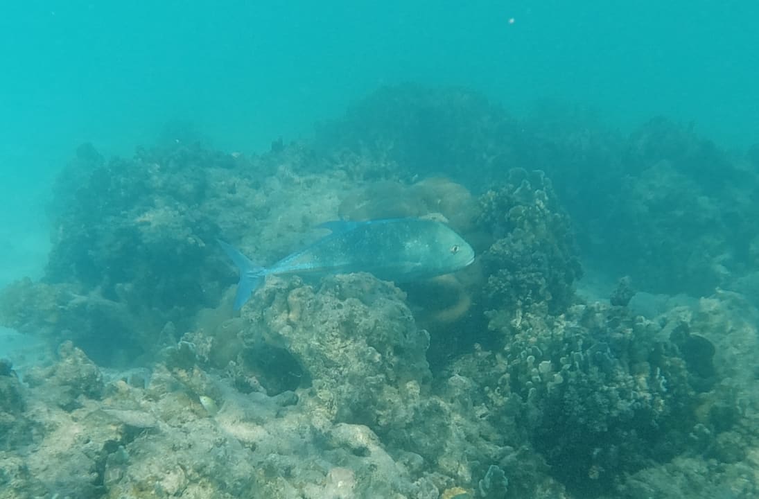 Sport & Freizeit Hotel Riu Palace Maldivas