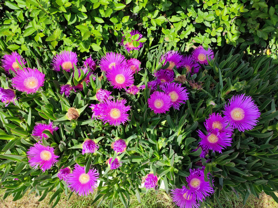 Gartenanlage Iz Flower Side Beach Hotel