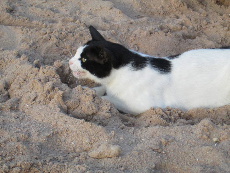 Местные кошки Marlin Inn Azur Resort