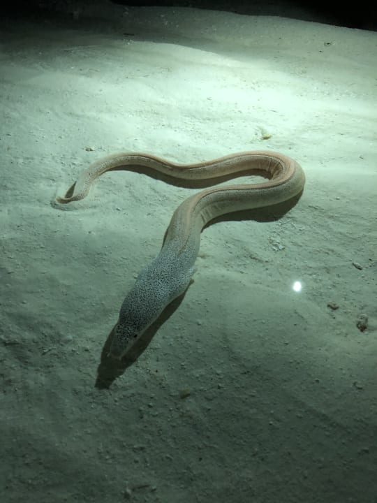 Sport & Freizeit Adaaran Select Hudhuran Fushi - Premium All Inclusive