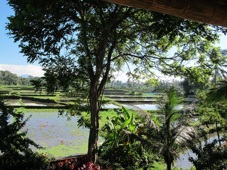 Reisfelder The Ubud Village Resort & Spa