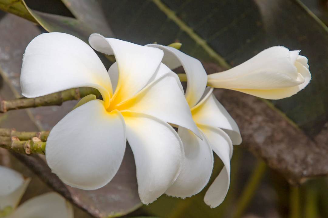 Blüten am Pool Turyaa Kalutara