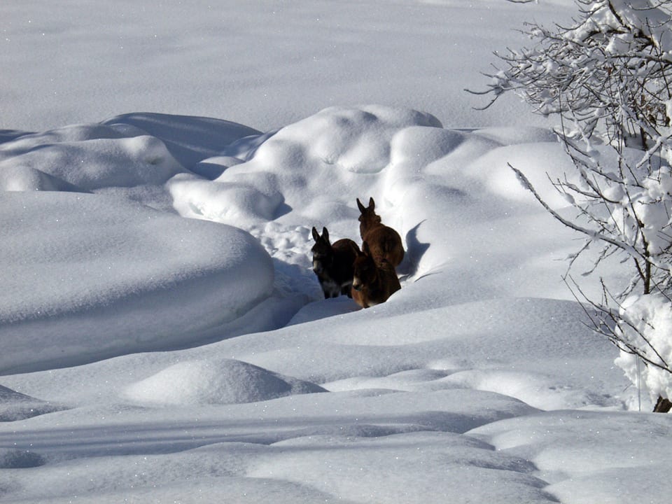 Garten mit Esel Landhaus Koller