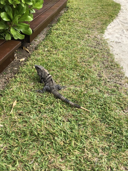 Sonstiges Akumal Bay Beach & Wellness Resort