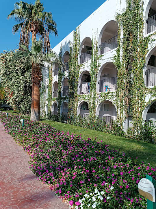 Gartenanlage Desert Rose