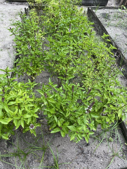 Gartenanlage ROBINSON MALDIVES
