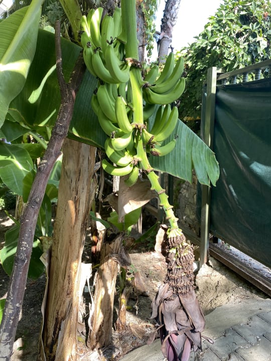 Sonstiges Club Dizalya