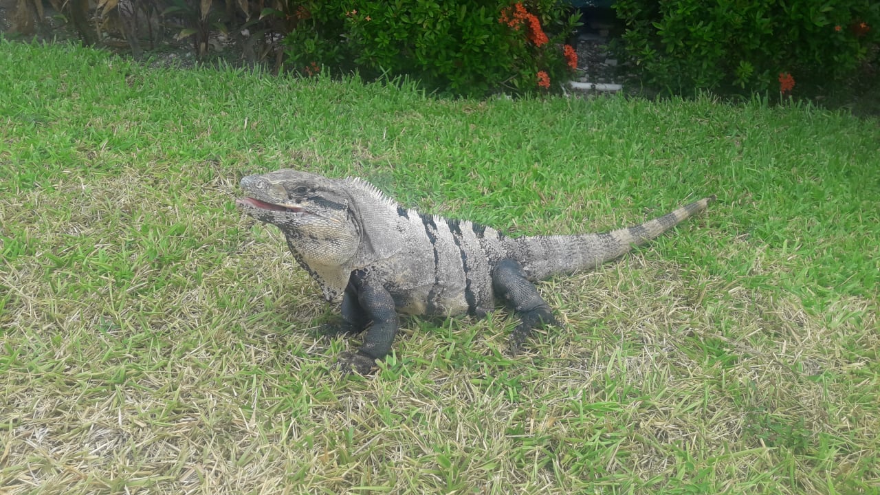 Sonstiges Grand Palladium Select White Sand Resort & Spa